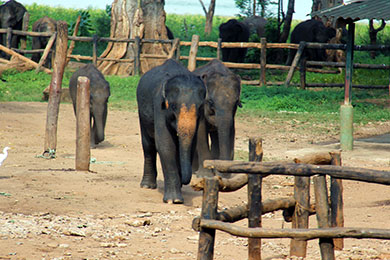 Elephant Transit Home