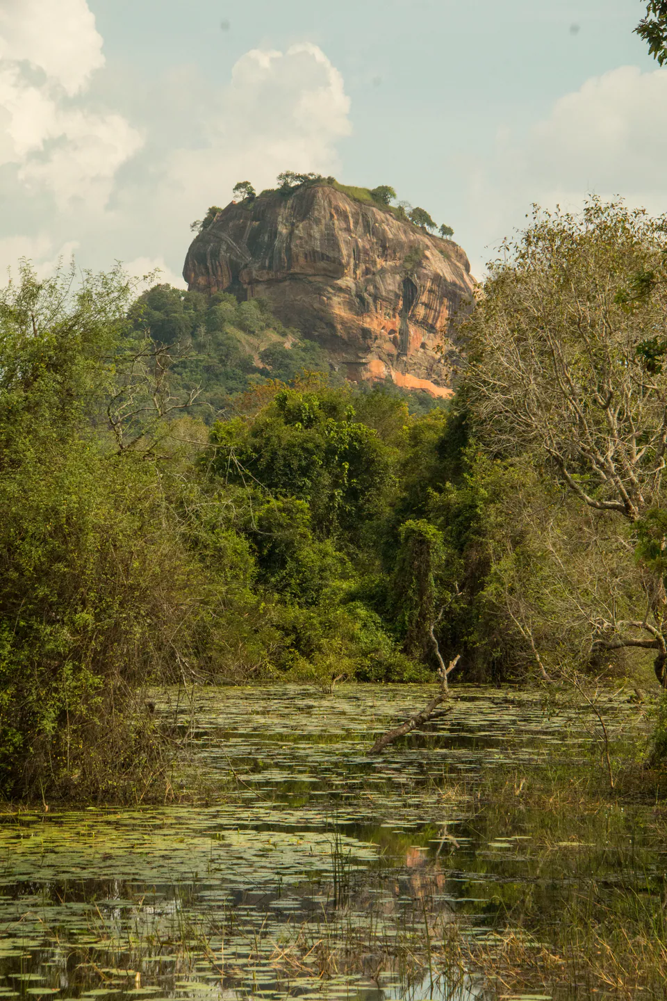 Sigiriya rock rising above dense forest, a lily-covered wetland in the foreground