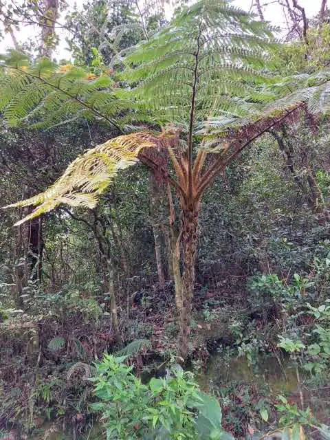 A tree fern unfurling in dense montane forest undergrowth