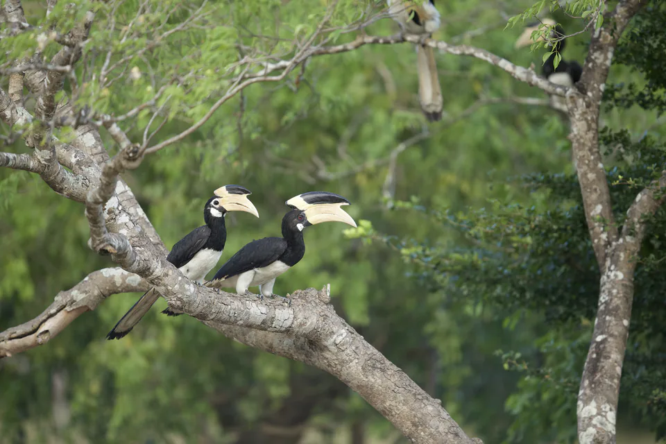 A pair of Malabar pied hornbills perched on a bare branch against soft green forest