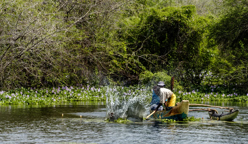 A fisherman in an outrigger canoe beating the water with a pole among flowering water hyacinth on a forest-edged tank