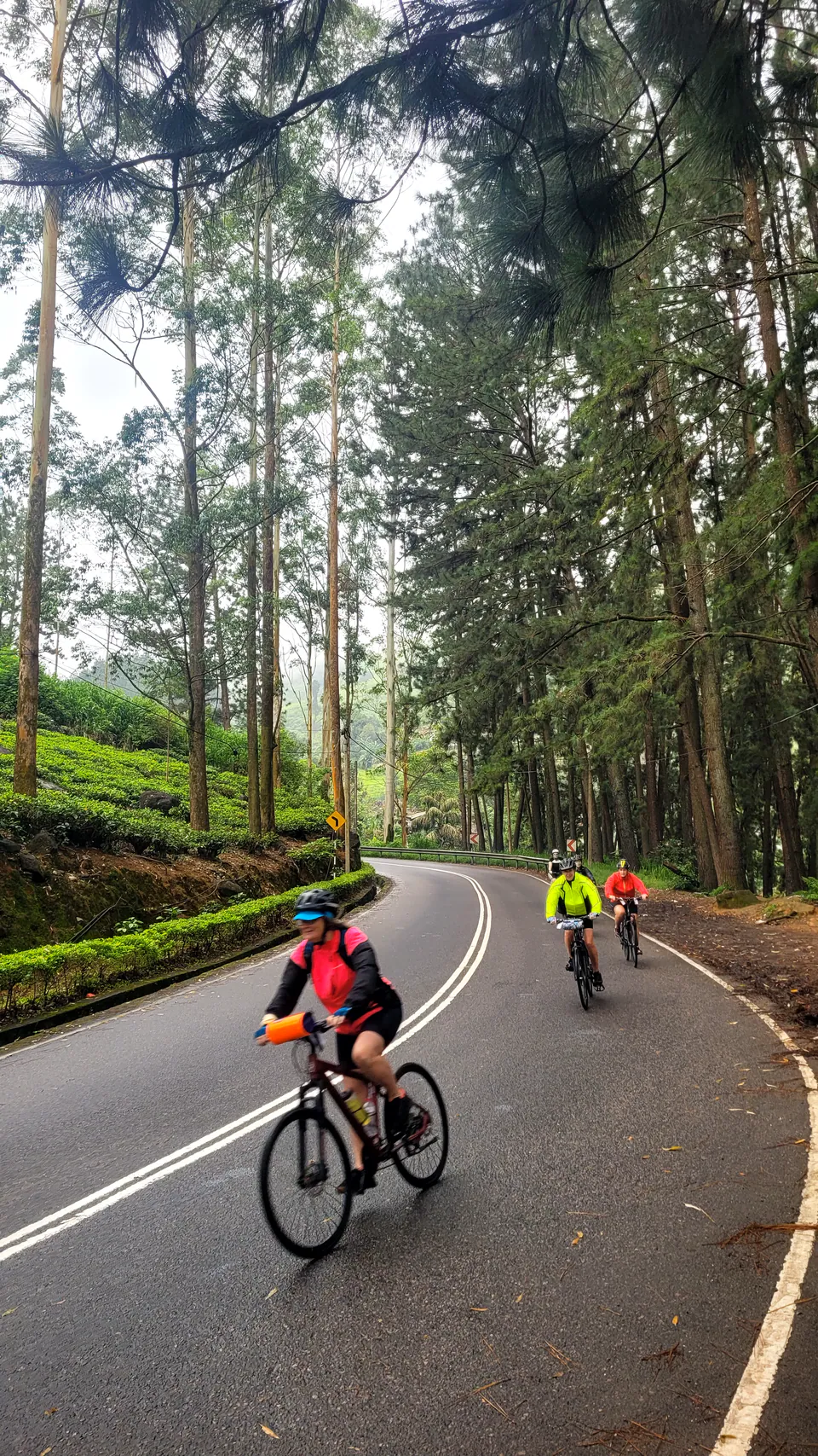 Cyclists in bright jackets descending a curving road lined with tall pines beside tea bushes