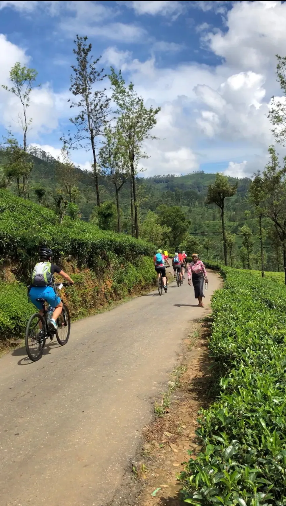 Cyclists climbing a narrow road through a tea estate beneath tall shade trees, a woman walking down towards them