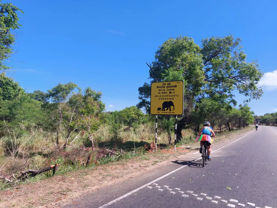 A cyclist in a rainbow tutu riding past a yellow ‘Wild elephants crossing’ sign on a quiet country road