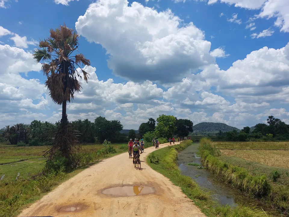 A cycling group riding a sandy track between paddy fields under towering white clouds, a palmyra palm beside the path