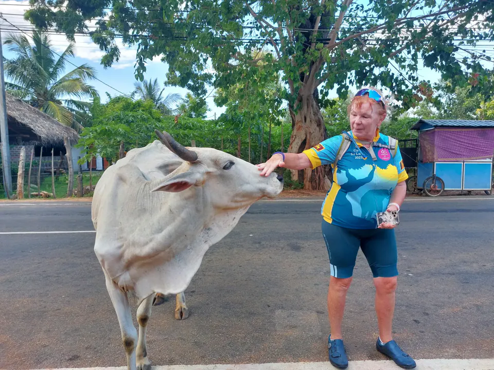 A cyclist in a charity jersey stopping to stroke a white cow standing by the roadside