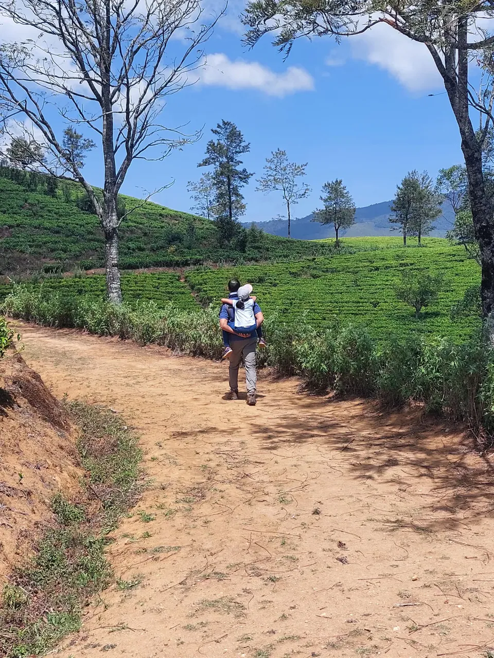 A father carrying his daughter piggyback along a red-earth track through a tea estate