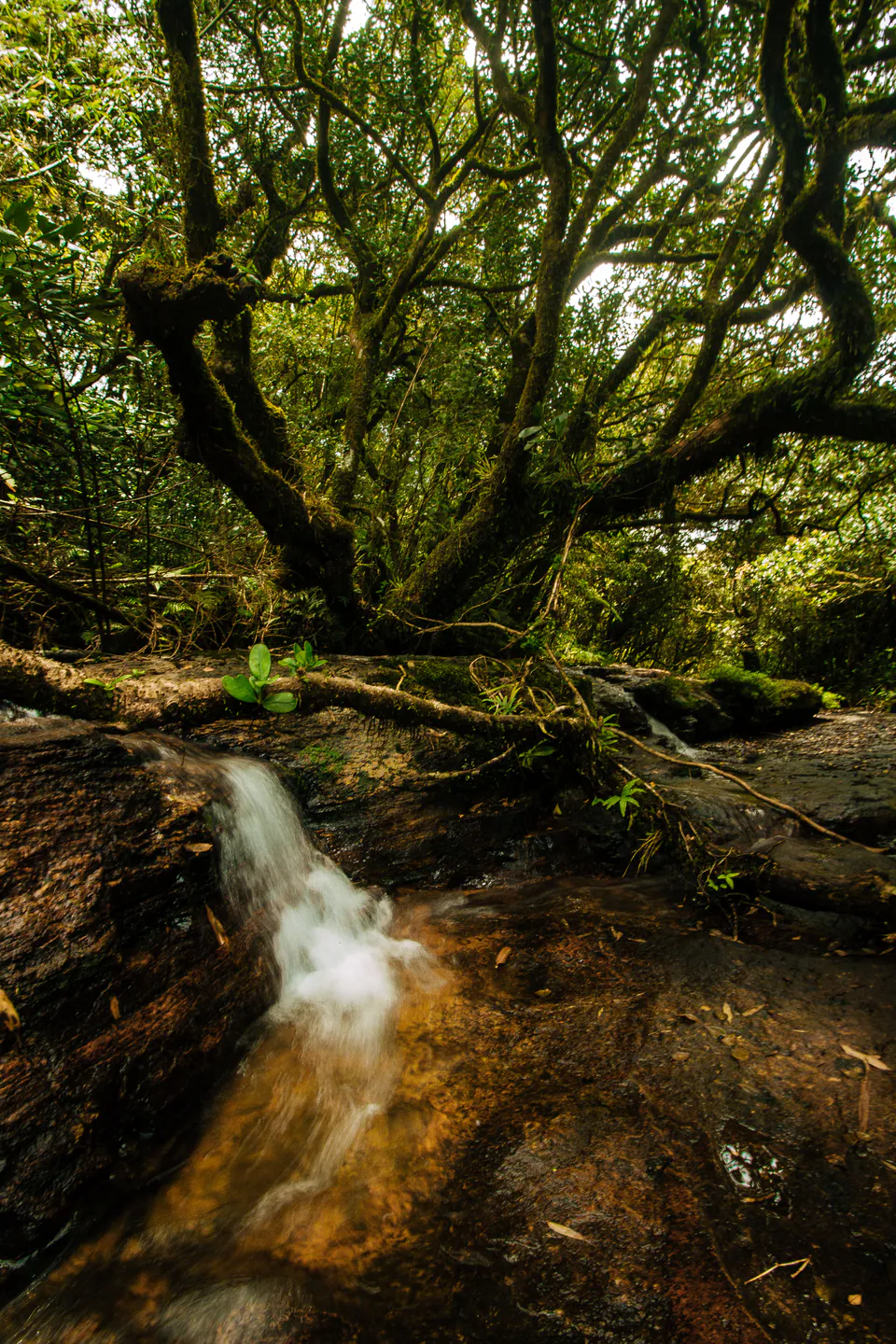 A mossy stream tumbling through dense cloud forest