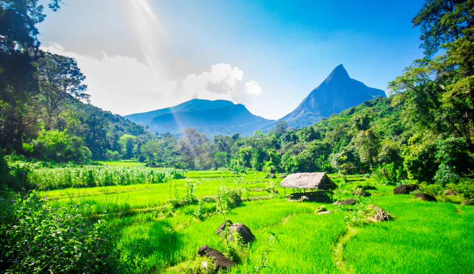 Green paddy fields and a thatched hut beneath a steep forested peak in the Knuckles range