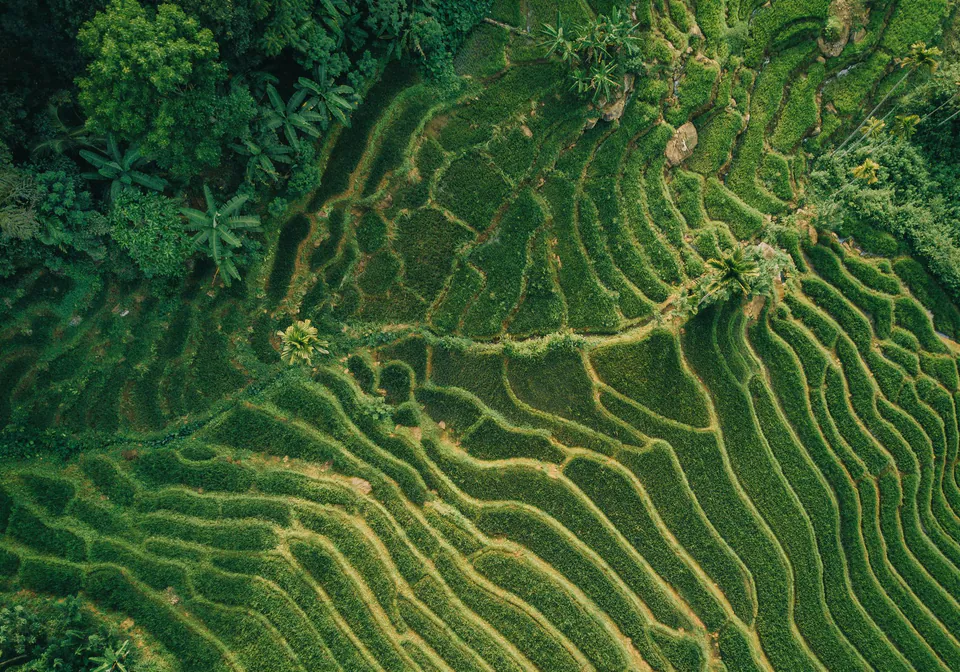 Curving terraces of green rice paddies seen from directly above