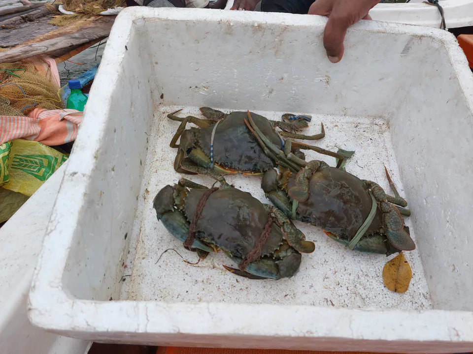 Freshly caught lagoon mud crabs with tied claws held up by a fisherman