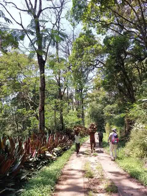 Villagers carrying bundles of firewood on their heads along a forest track