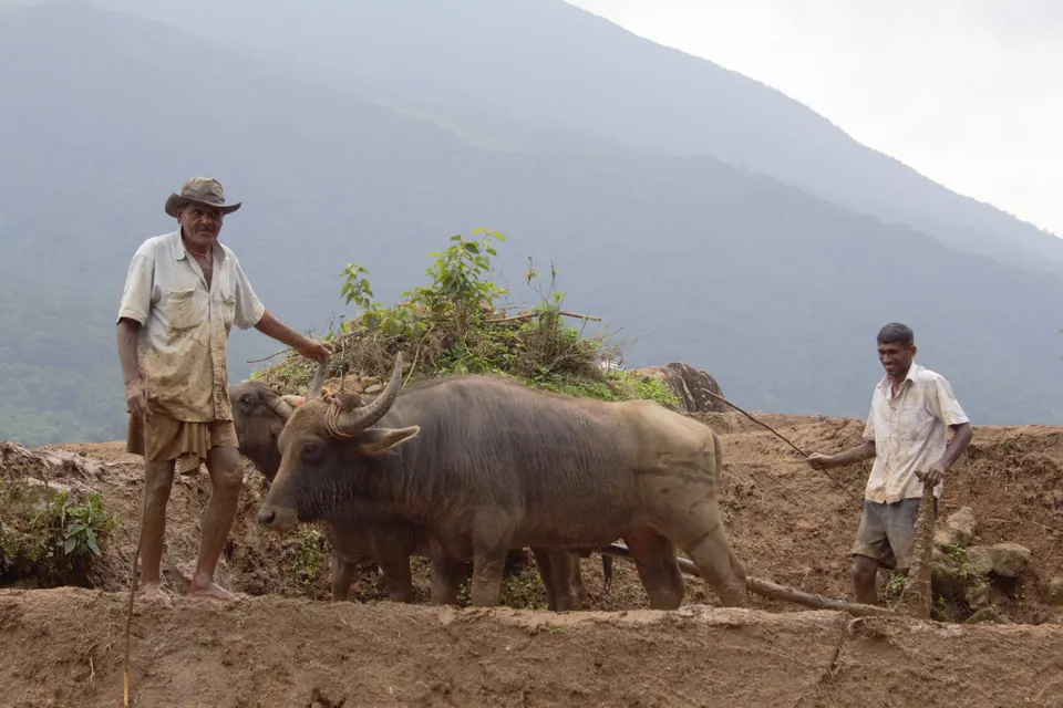 Farmers ploughing a muddy paddy field with a pair of water buffalo below a misty hill
