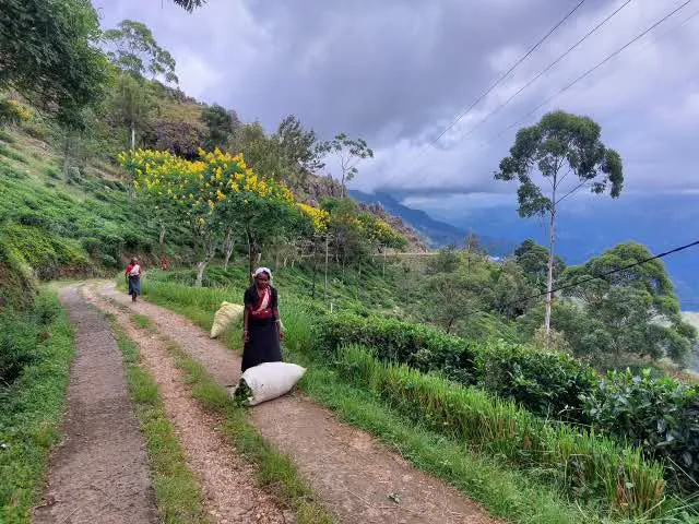 A tea plucker walking an estate track beside a sack of leaf, the valley beyond