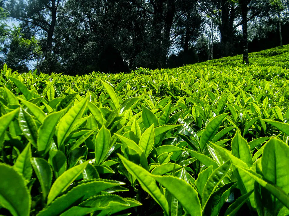 Fresh green leaves on a tea bush in a hill-country plantation