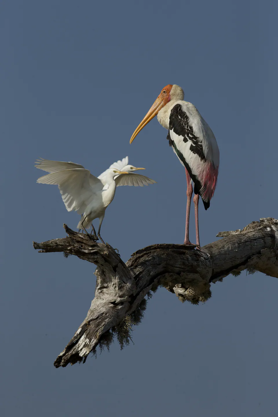 A painted stork and two cattle egrets perched on a dead branch against a blue sky