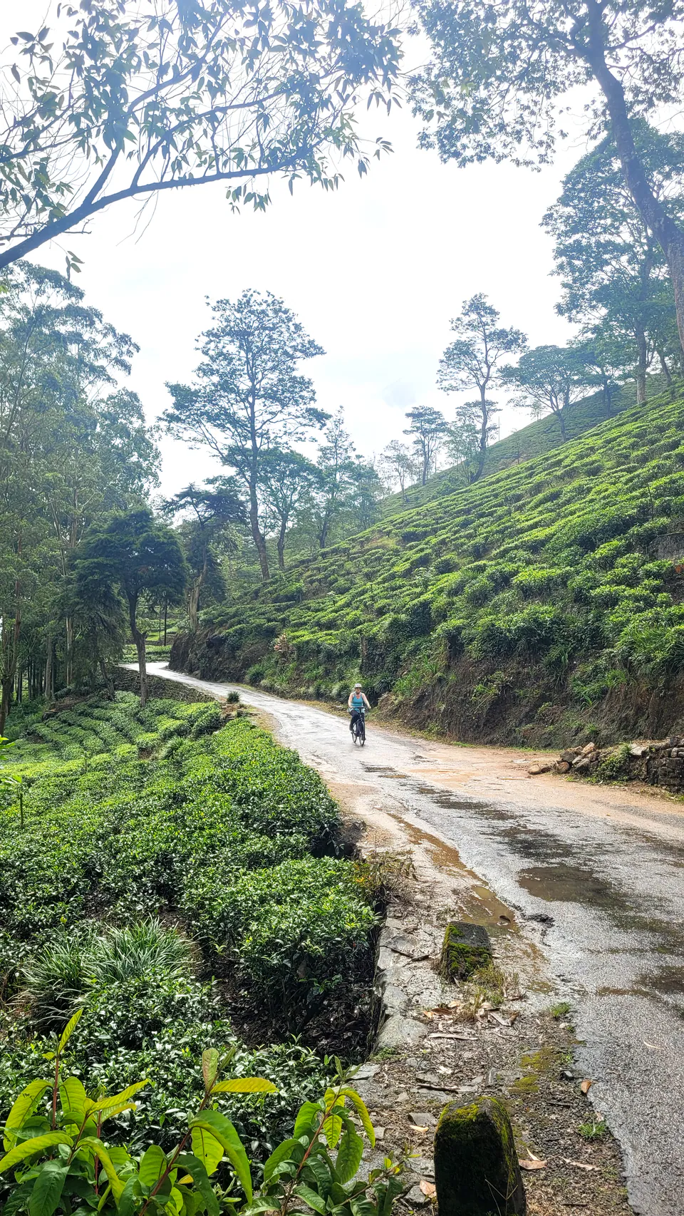 A cyclist riding an estate road between terraced tea bushes and tall shade trees