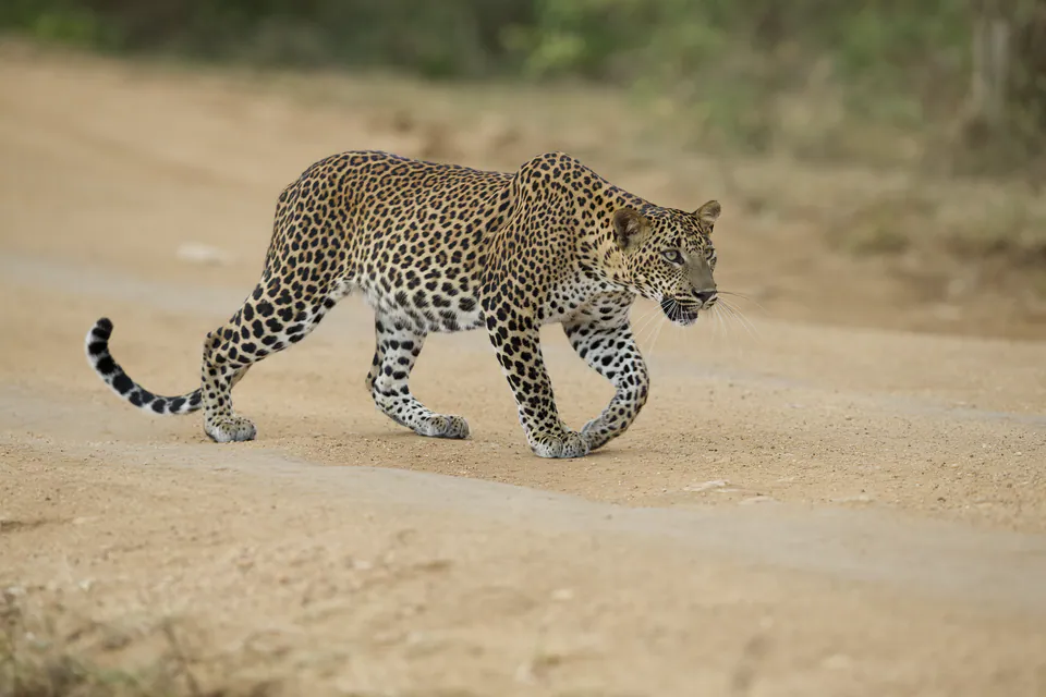 A Sri Lankan leopard crossing a sandy track in Yala National Park