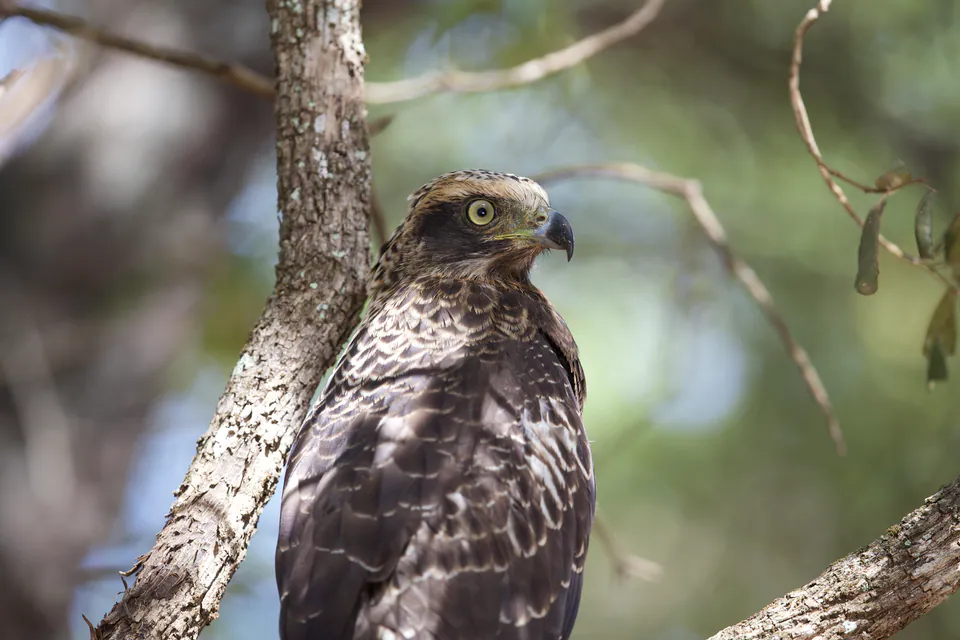 A crested hawk-eagle perched against a tree trunk, its yellow eye bright against soft green forest