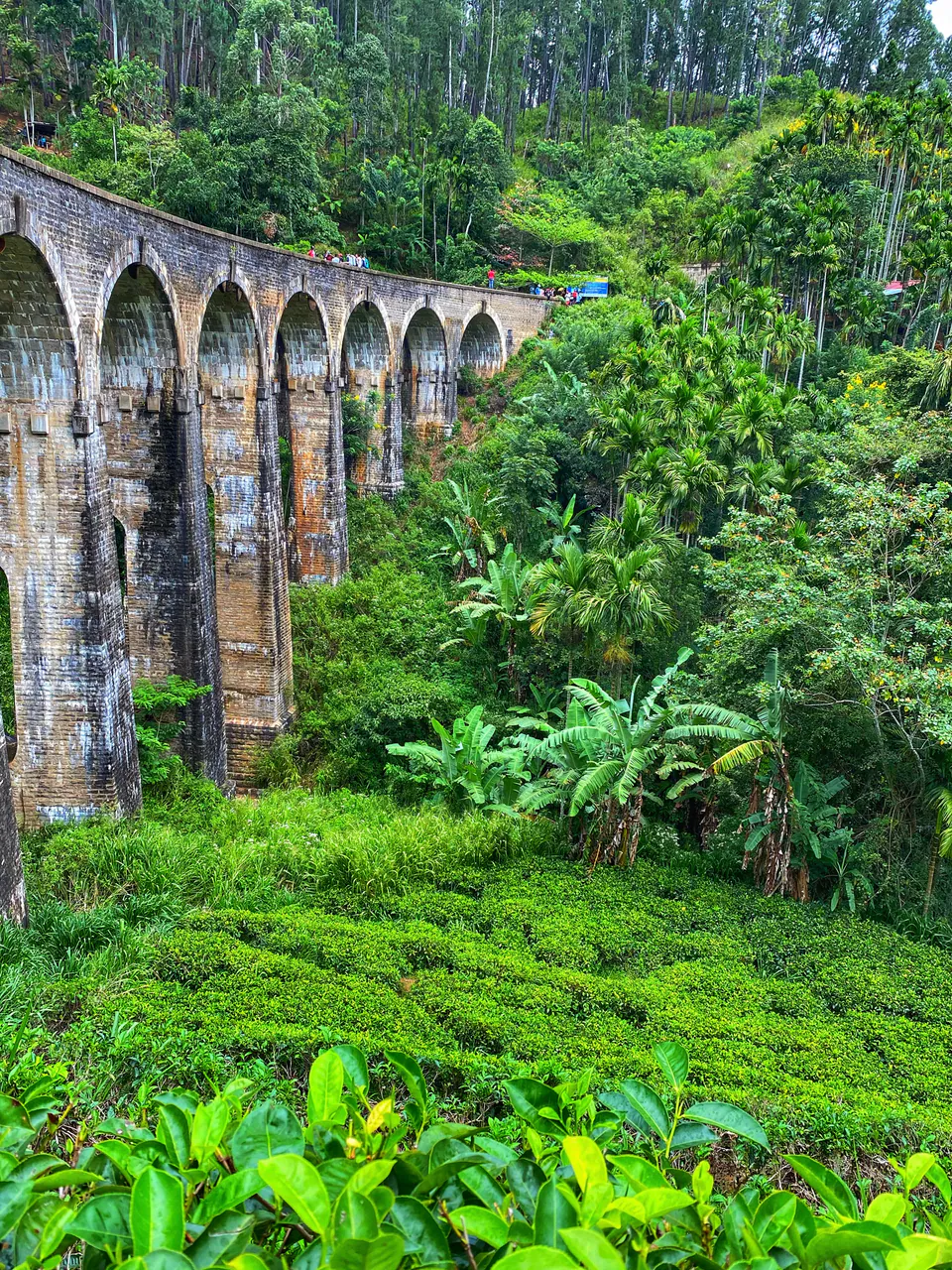 The Nine Arch Bridge curving through jungle above terraces of tea