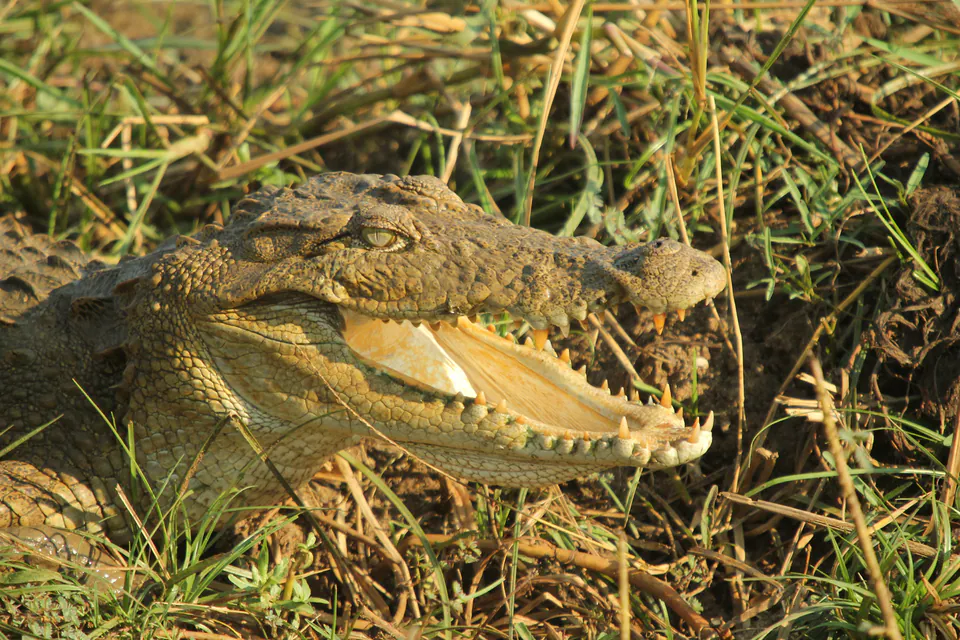 A mugger crocodile basking with its jaws open in sunlit grass