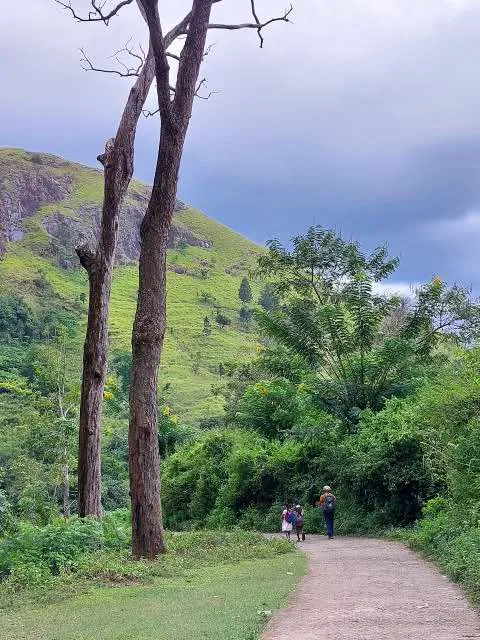 Two tall trunks framing a footpath towards a rock-topped hill under a cloudy sky