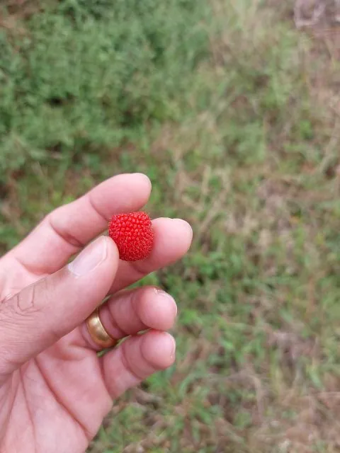 Fingers holding a wild red raspberry picked beside the trail
