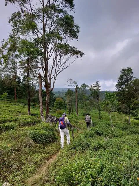 Two walkers climbing a narrow path through tea bushes beneath tall eucalyptus
