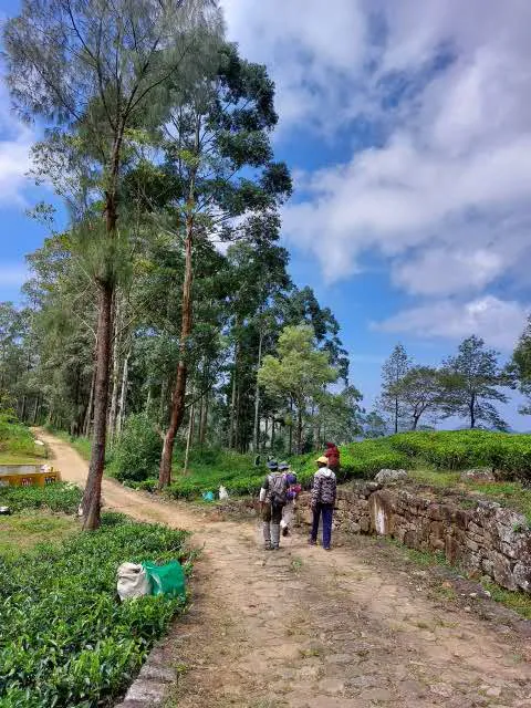 Two walkers on a red-earth estate track between tea bushes and tall eucalyptus