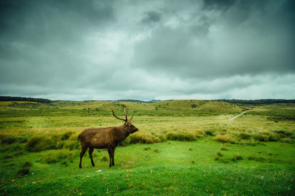 A sambar stag standing on the grassland of Horton Plains beneath brooding storm clouds