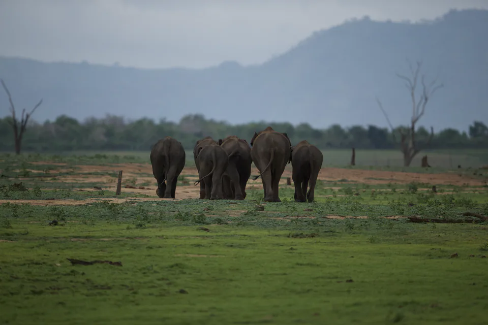 A herd of wild elephants walking across open grassland towards a misty blue mountain