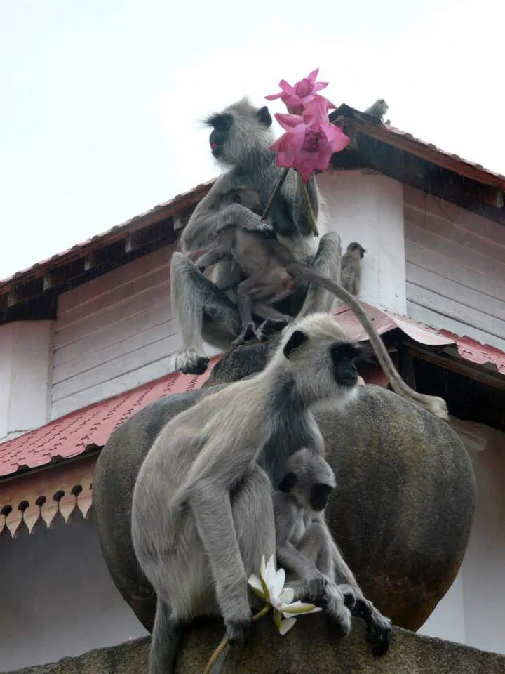 Grey langurs and their young on a temple roof, one holding pink lotus flowers taken from the offerings