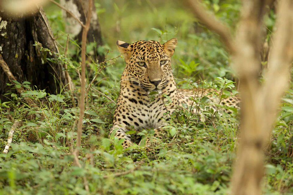 A Sri Lankan leopard lying alert in green undergrowth, looking straight at the camera