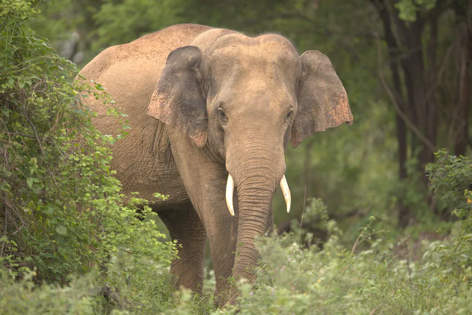 A wild tusker elephant stepping out of the forest edge onto green scrub