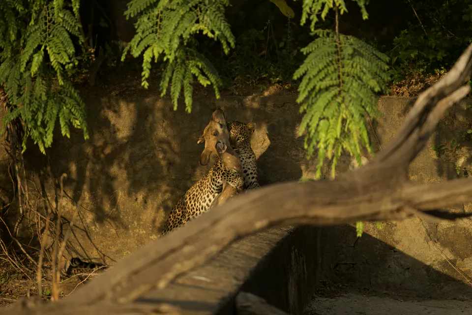 A leopard carrying a spotted deer in its jaws behind a fallen branch